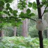 Pilgergruss im Wald